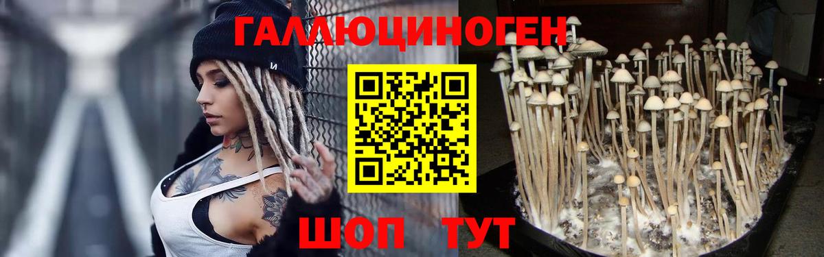 Псилоцибиновые грибы Psilocybine cubensis  Псилоцибиновые грибы прущие грибы  Вход с VPN  Зеленогорск 